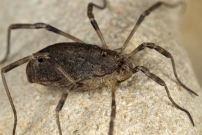 Le Faucheur pineux (Opiliones - Phalangiidae - Odiellus spinosus)